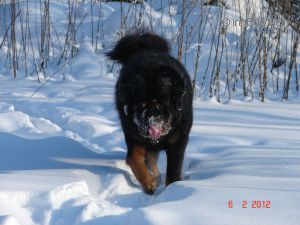 Dog Photo