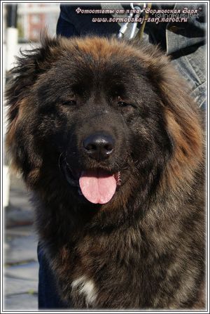 Dog Photo