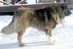 Dog Photo