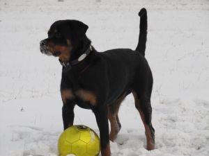 Dog Photo