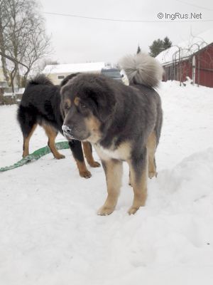Dog Photo