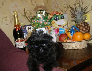 Dog Photo