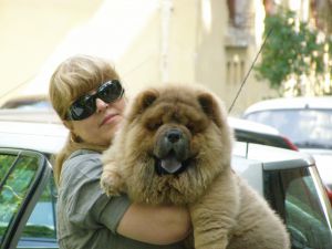 Dog Photo