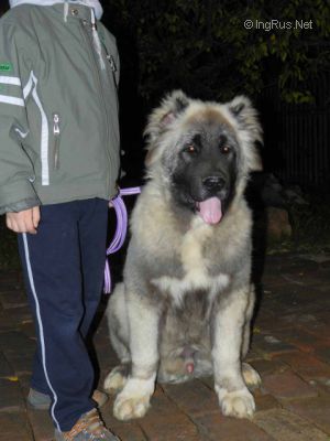 Dog Photo