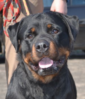 Dog Photo