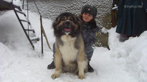 Dog Photo
