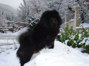 Dog Photo