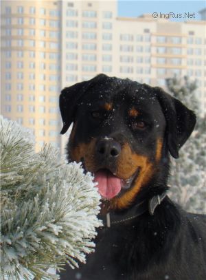 Dog Photo