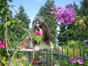 Dog Photo