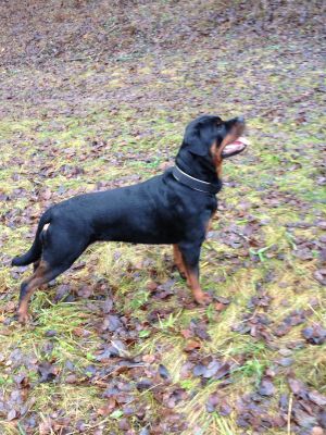 Dog Photo