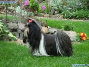 Dog Photo