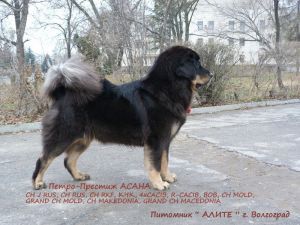 Dog Photo