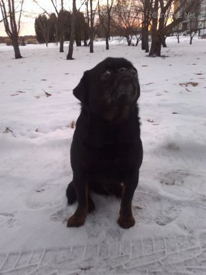 Dog Photo