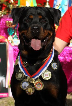 Dog Photo