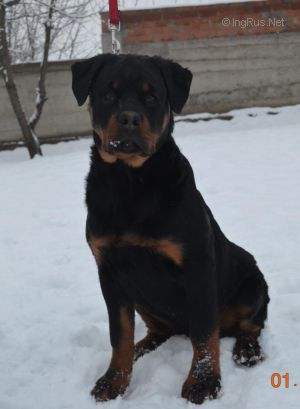 Dog Photo