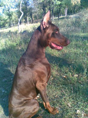 Dog Photo