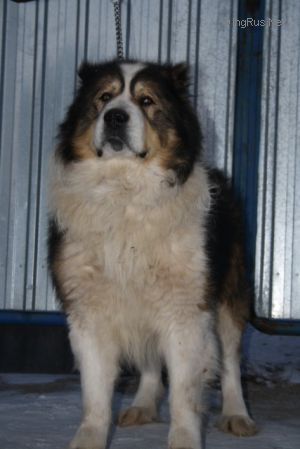 Dog Photo