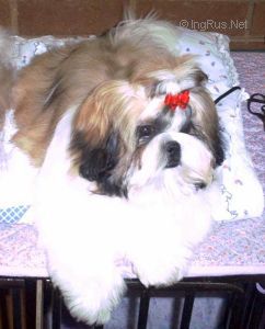 Dog Photo