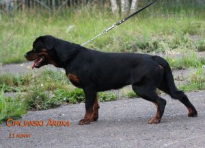 Dog Photo
