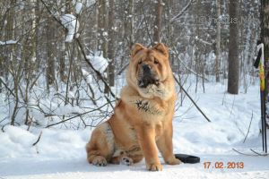 Dog Photo