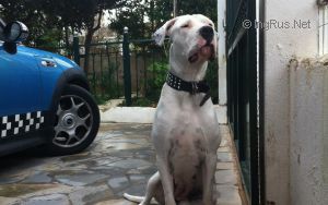 Dog Photo