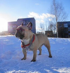 Dog Photo