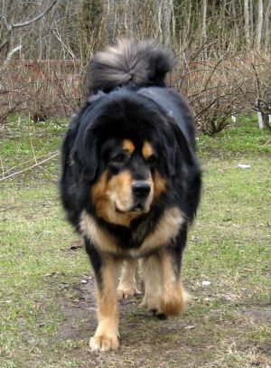 Dog Photo