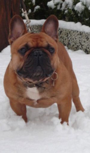 Dog Photo