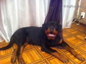Dog Photo