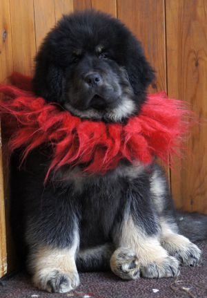 Dog Photo