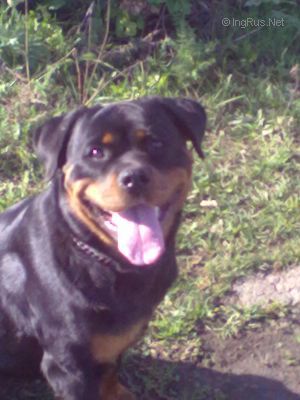 Dog Photo