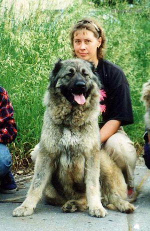 Dog Photo