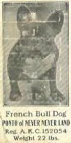 Dog Photo