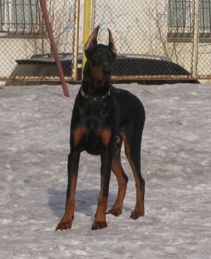 Dog Photo