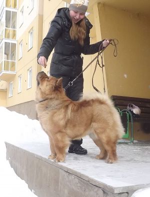 Dog Photo