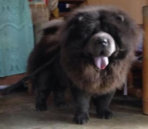 Dog Photo