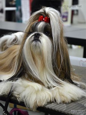 Dog Photo