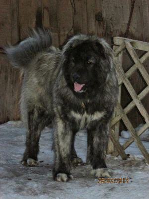 Dog Photo