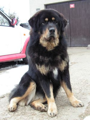Dog Photo