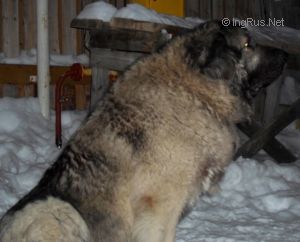 Dog Photo