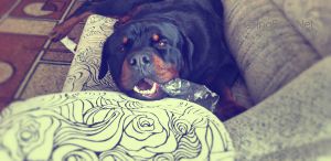 Dog Photo