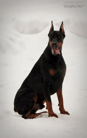 Dog Photo