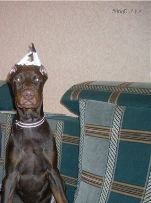 Dog Photo