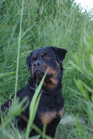 Dog Photo