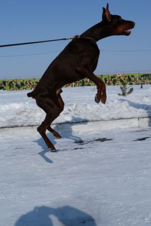 Dog Photo