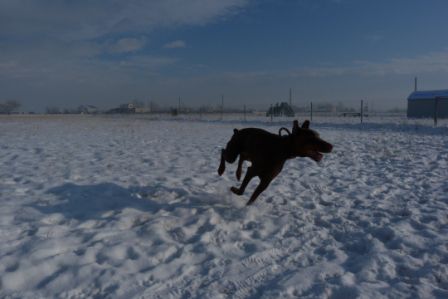 Dog Photo