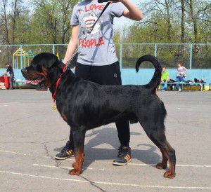 Dog Photo