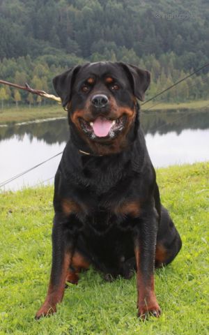 Dog Photo