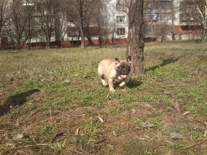 RADOMIR SLAVIANSKIY SUVENIR