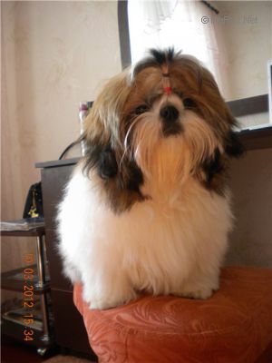 Dog Photo